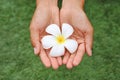 Frangipani or Plumeria flower in woman hands at garden Royalty Free Stock Photo