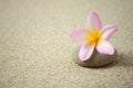 Frangipani or plumeria flower on a zen stone with copy space Royalty Free Stock Photo