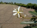 Frangipani Plumeria flowers blooming on ground field background closeup.. Royalty Free Stock Photo