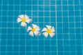 Frangipani plumeria flowers in blue water. Flowers in pool Royalty Free Stock Photo