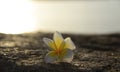 Frangipani Plumeria flowers border Design Royalty Free Stock Photo