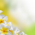 Frangipani Plumeria flowers border