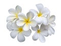 Frangipani plumeria flowers isolated on white background, clipping path Royalty Free Stock Photo