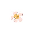 Frangipani or Plumeria Hawaiian exotic flower, flat vector illustration isolated.