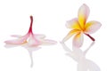 Frangipani, Plumeria, Lanthom, Leelawadee Royalty Free Stock Photo