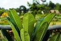 Frangipani, Plumeria Rubra, leaves are a glossy dark green, long and oval Royalty Free Stock Photo