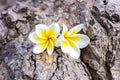 Frangipani plumeria and sweet flowers in wood color and sharpn