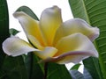 Frangipani, Plumeria, TempleÃ¢â¬â¹ Tree, Graveyard Tree Royalty Free Stock Photo