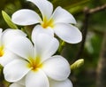 Frangipani, Plumeria, Temple Tree, Graveyard Tree Royalty Free Stock Photo