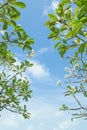 Frangipani (Plumeria) tree