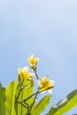 Frangipani on the plumeria tree,frangipani tropical flowers.White frangipani on the frangipani tree with sunset.