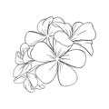 Frangipani or plumeria tropical blossom. Engraved hawaiian frangipani isolated in white background. Vector illustration Royalty Free Stock Photo