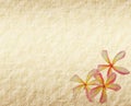 Frangipani or plumeria tropical flower Royalty Free Stock Photo