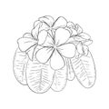 Frangipani or plumeria tropical flower with leaves. Engraved frangipani isolated in white background. Vector Royalty Free Stock Photo