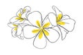 Frangipani or plumeria tropical flower for leis. Engraved frangipani with yellow petals isolated in white background Royalty Free Stock Photo