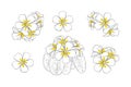 Frangipani or plumeria tropical flower for leis. Hand drawn frangipani with yellow petals isolated in white background Royalty Free Stock Photo