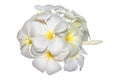 Frangipani, plumeria tropical flowers isolated on white. Royalty Free Stock Photo