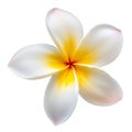 Frangipani Plumeria tropical spa flower. Isolated element on white background Royalty Free Stock Photo