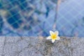 Frangipani, Plumeria white flower at swimming pool