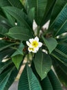 Frangipani Plumeria White Yellow flower with leaves