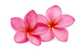 Frangipani, Plumiera, Frangipanni. Royalty Free Stock Photo