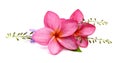 Frangipani, Plumiera, Frangipanni. Royalty Free Stock Photo