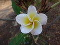 Frangipani - White and yellow flower Royalty Free Stock Photo