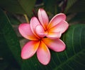 #frangipani #redfrangipani #plumeria #plumerias #beatiful #tropicalflowers #flowers #flower