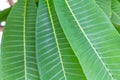 Frangipani`s leaves and its veins which are a knd of dicotyledon tree