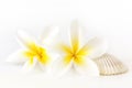 Frangipani and Seashell Royalty Free Stock Photo