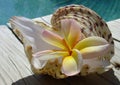 Frangipani & Shell Royalty Free Stock Photo