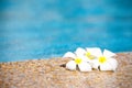 Frangipani by side of pool Royalty Free Stock Photo