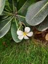 Frangipani or Singapore graveyard or white champa flower
