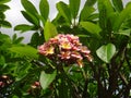 Frangipani on sky background - Plumeria rubra Tricolour