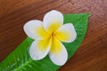 Frangipani Spa Flower