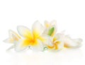 Frangipani Spa Flowers Royalty Free Stock Photo