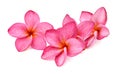Frangipani Spa Flowers. Royalty Free Stock Photo