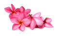 Frangipani Spa Flowers. Royalty Free Stock Photo