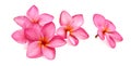 Frangipani Spa Flowers. Royalty Free Stock Photo