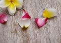 Frangipani spa flowers. Plumeria blooming tropical flower border art design. Royalty Free Stock Photo