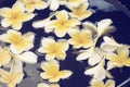 Frangipani spa flowers Royalty Free Stock Photo