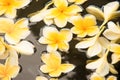 Frangipani spa flowers Royalty Free Stock Photo