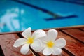 Frangipani by swimming Pool Royalty Free Stock Photo