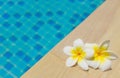 Frangipani by a swimming pool Royalty Free Stock Photo