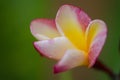Frangipani/Temple flower