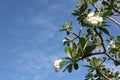 Frangipani tree