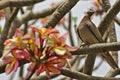 Frangipani tree flowers and turtledove Royalty Free Stock Photo