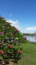 Frangipani tree in front of the ocean