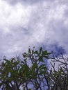 Three branches and green leaves against the blue cloudy sky. Bottom view, bottom frame with copy space Royalty Free Stock Photo