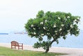 Frangipani tree by the sea and the bench.